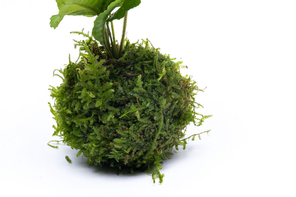 Bolbitis Heteroclita on Christmas Moss Sphere - Glass Aqua