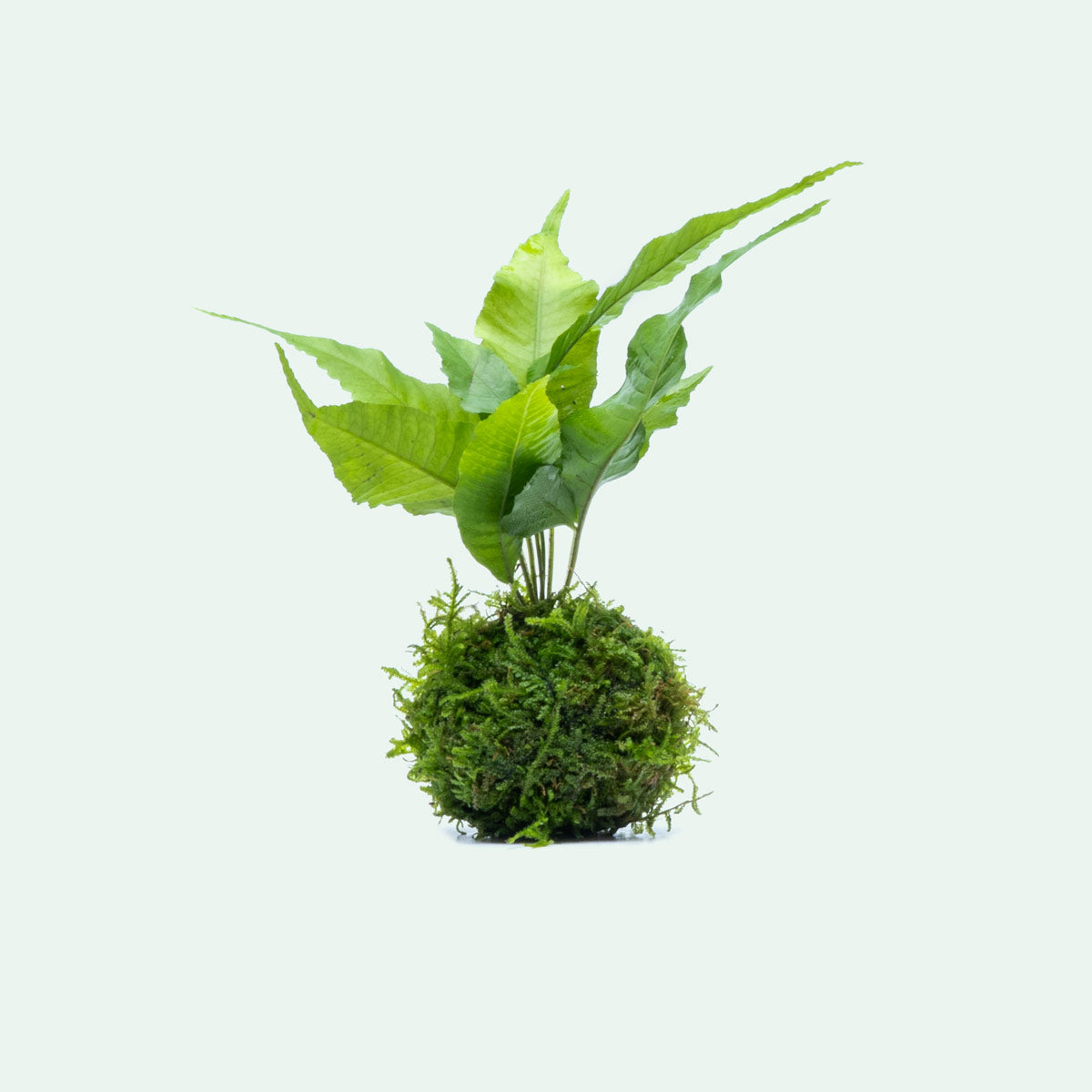 Bolbitis Heteroclita on Christmas Moss Sphere - Glass Aqua