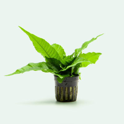 Bolbitis Heteroclita Easy Beginner Aquarium Terrarium Fern Plant 