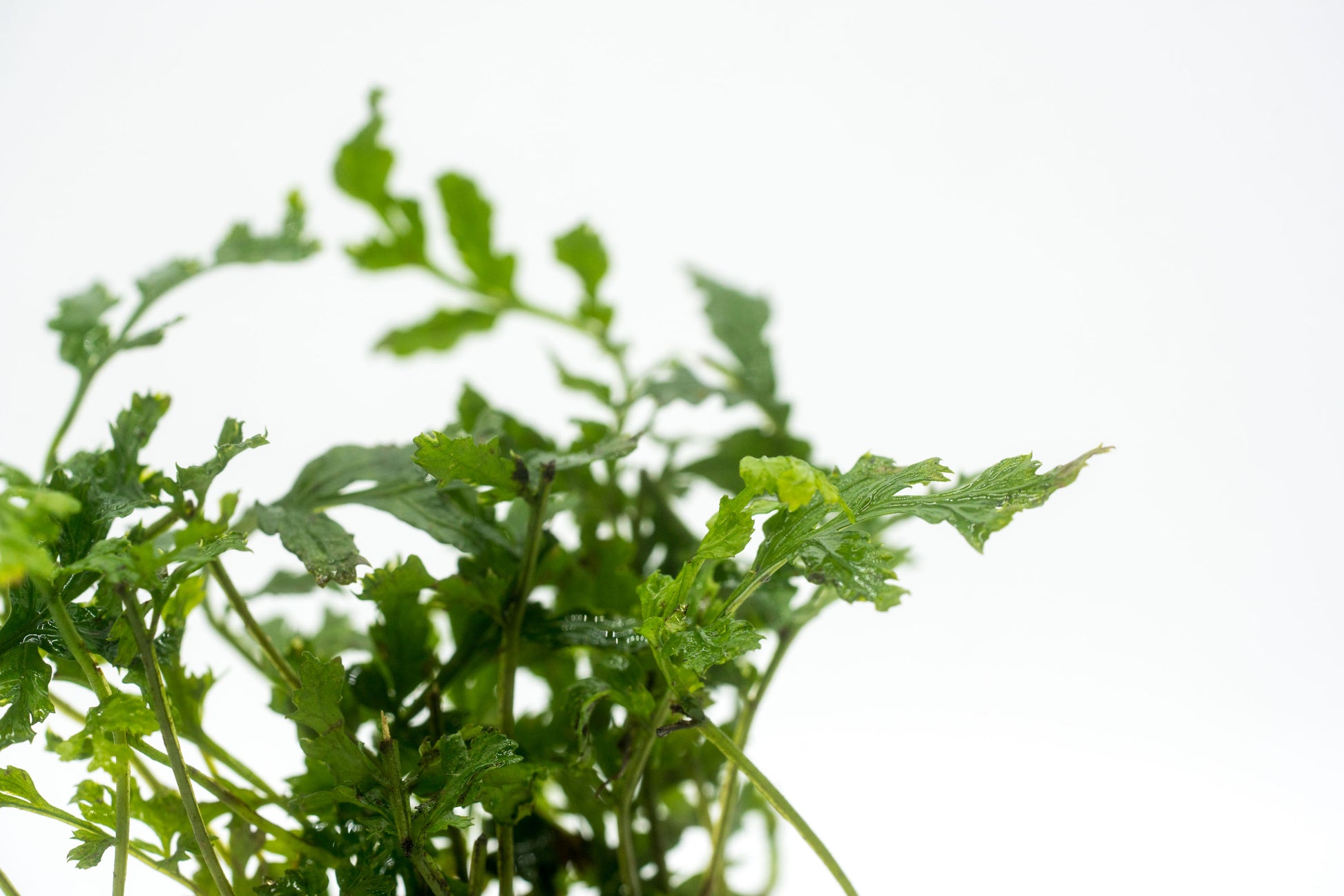 Shop Bolbitis Difformis Aquatic Plants - Glass Aqua