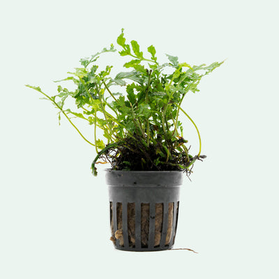 Shop Bolbitis Difformis Aquatic Plants - Glass Aqua