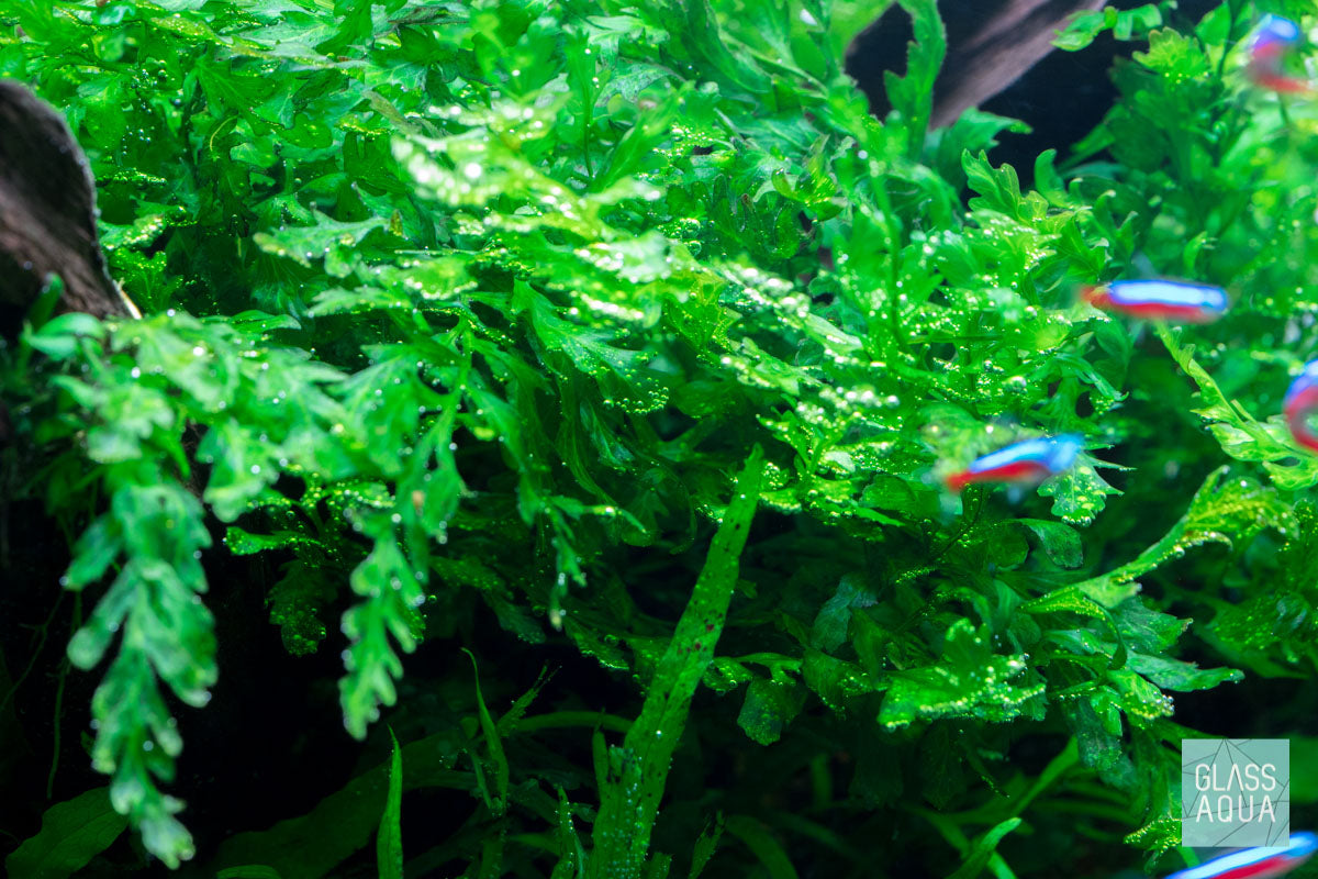 Shop Bolbitis Heudelotii Aquatic Plants - Glass Aqua