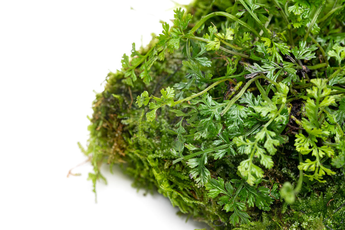 UNS Foresta Paludarium Plant Mat - Shop Paludarium Plants | Glass Aqua