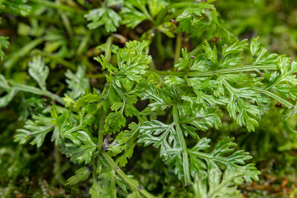 UNS Foresta Paludarium Plant Mat - Shop Paludarium Plants | Glass Aqua