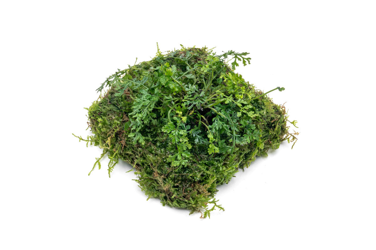 UNS Foresta Paludarium Plant Mat - Shop Paludarium Plants | Glass Aqua