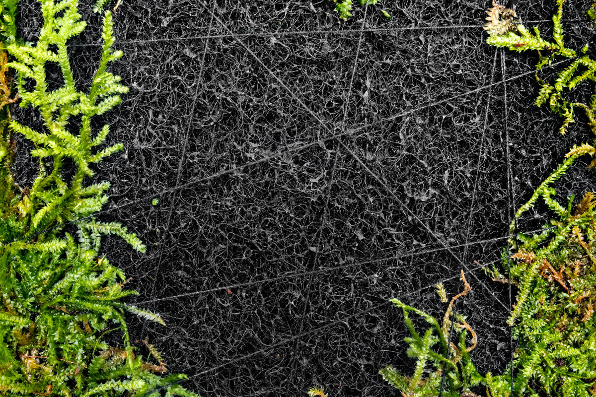UNS Foresta Paludarium Plant Mat - Shop Paludarium Plants | Glass Aqua