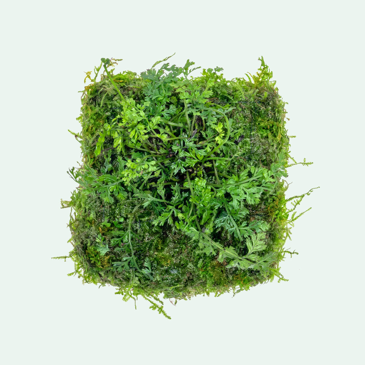 UNS Foresta Paludarium Plant Mat - Shop Paludarium Plants | Glass Aqua