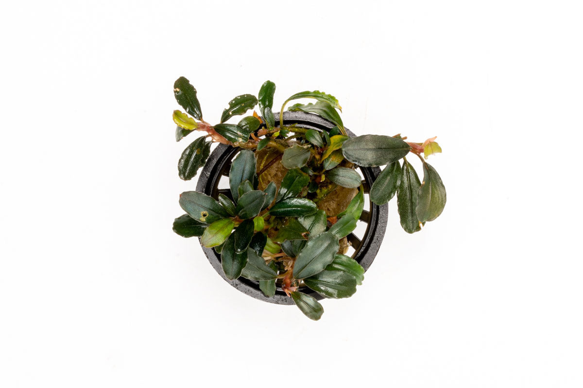 Bucephalandra Arrogant Blue Rare Bucephalandra Aquarium Plant