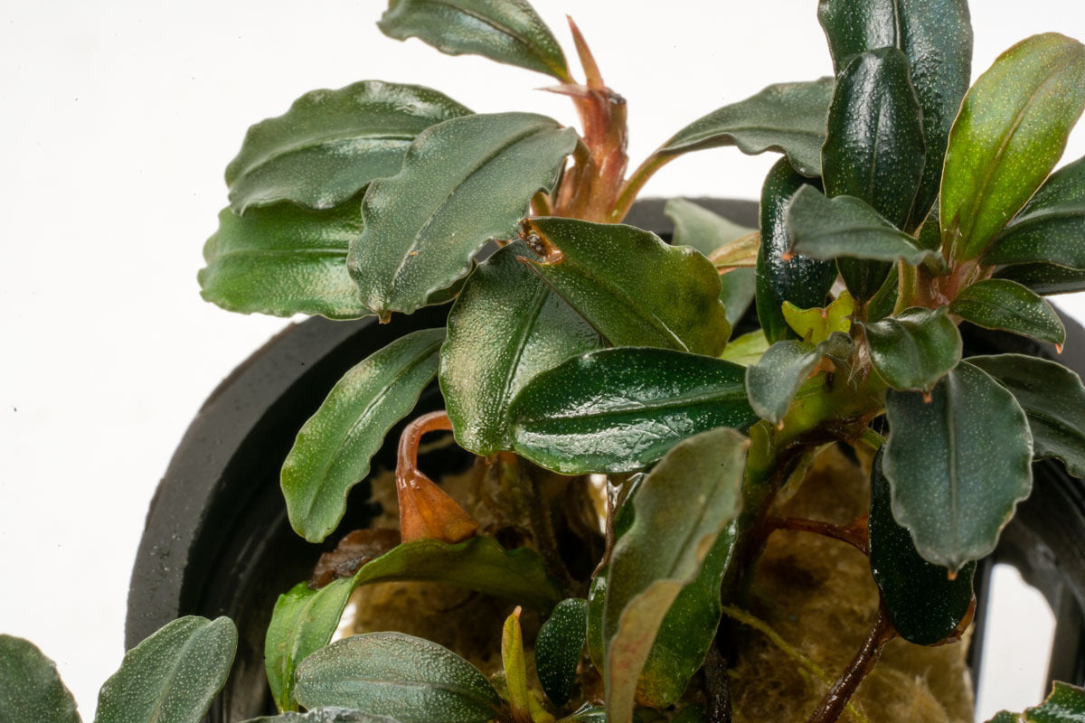Bucephalandra Arrogant Blue Rare Bucephalandra Aquarium Plant