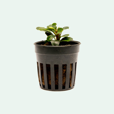 Bucephalandra Apple Leaf Live Bucephalandra Plant for Planted Tank