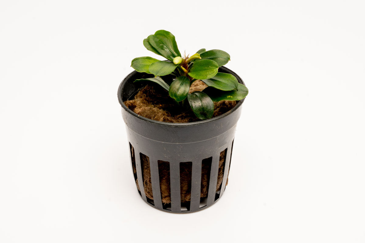 Bucephalandra Apple Leaf Live Bucephalandra Plant for Planted Tank