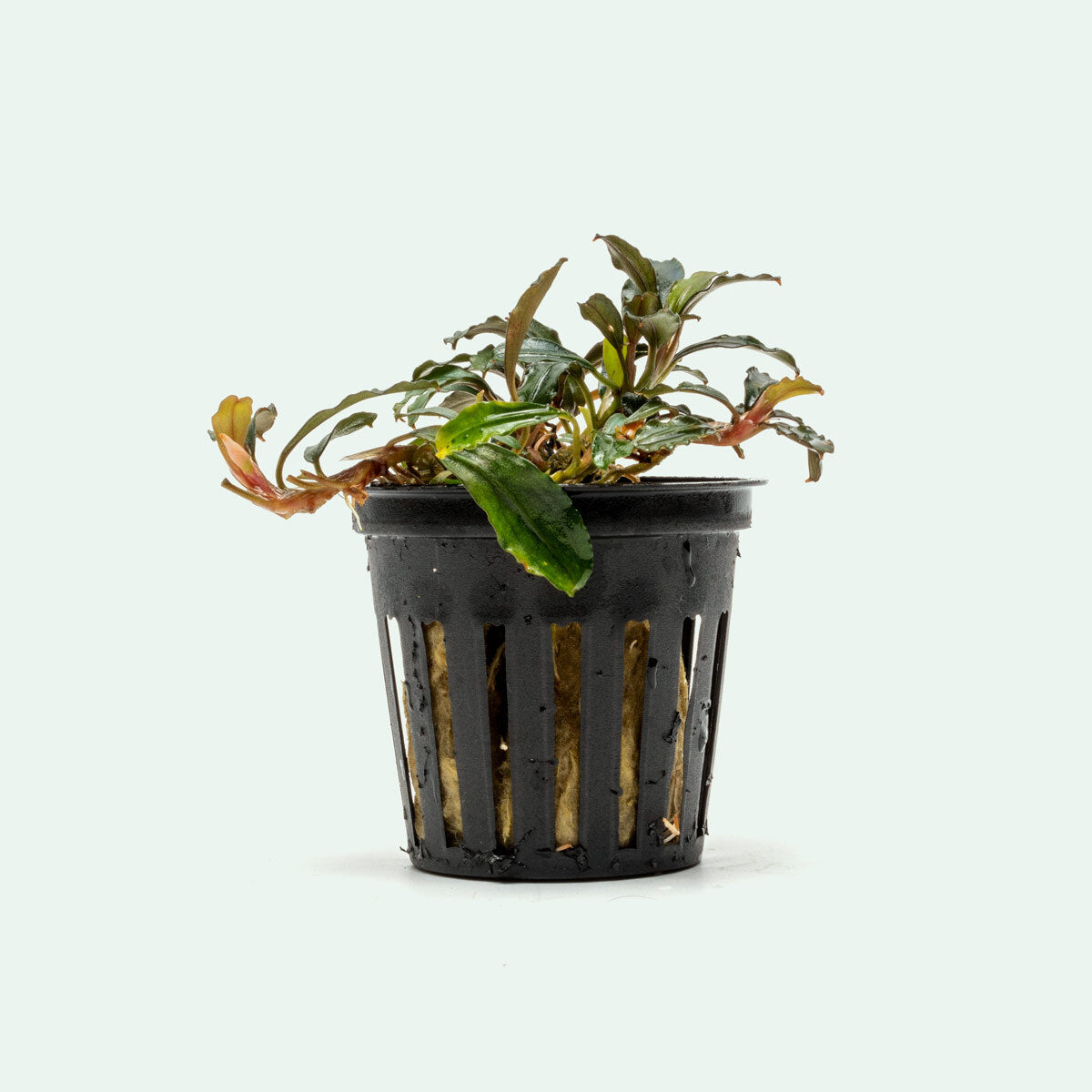 Bucephalandra Arrogant Blue Rare Bucephalandra Aquarium Plant