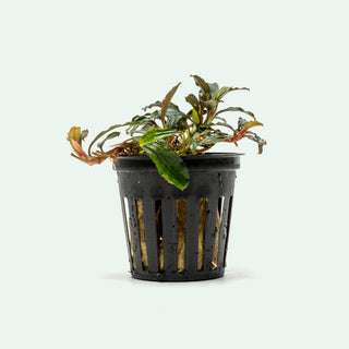 Bucephalandra Arrogant Blue Rare Bucephalandra Aquarium Plant