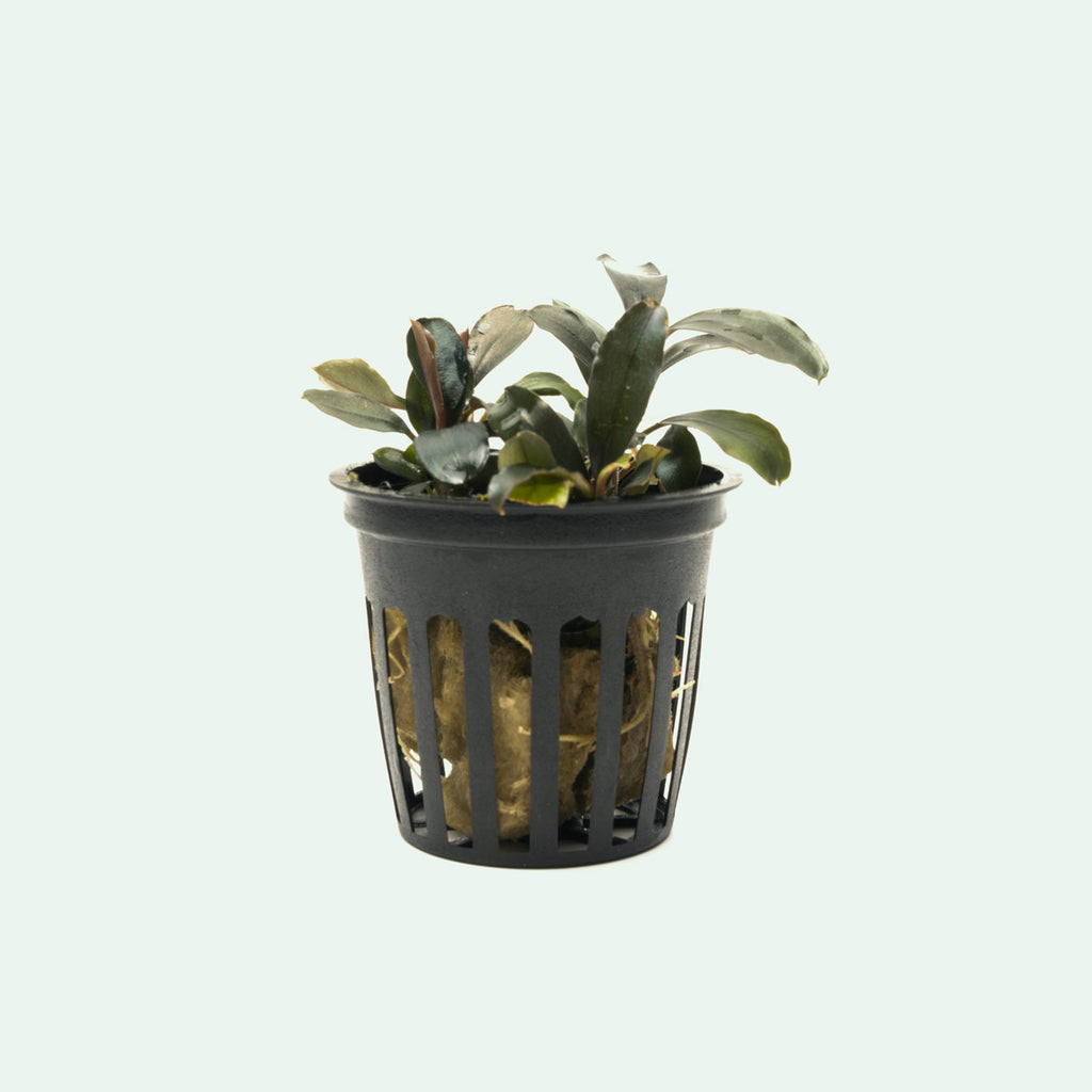 Bucephalandra Black Pearl Rare Buce Aquarium Plant