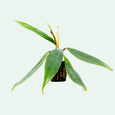 Bucephalandra Goliath Rare Bucephalandra Aquarium Plant