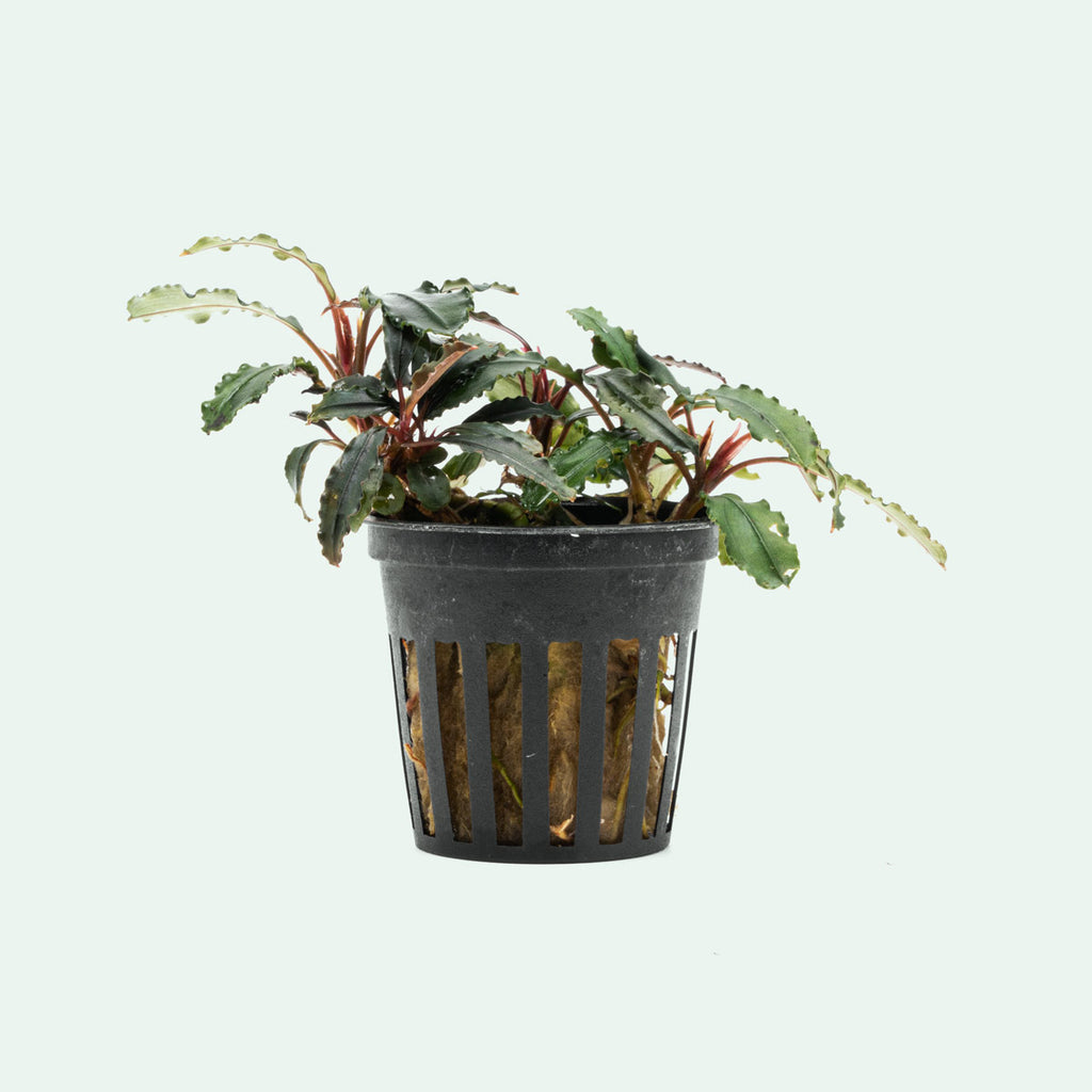 Bucephalandra Red Blade Rare Buce Aquarium Plant