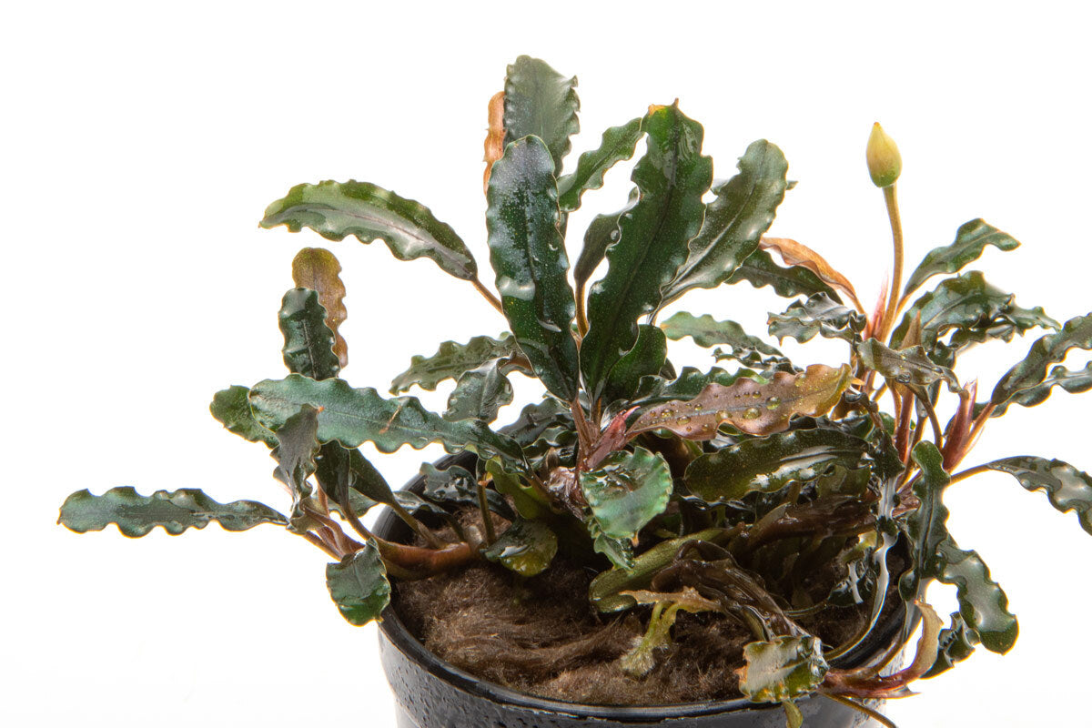 Bucephalandra Titan Rare Buce Aquarium Plant