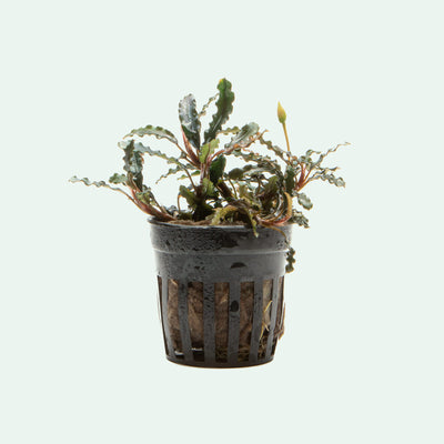 Bucephalandra Titan Rare Buce Aquarium Plant