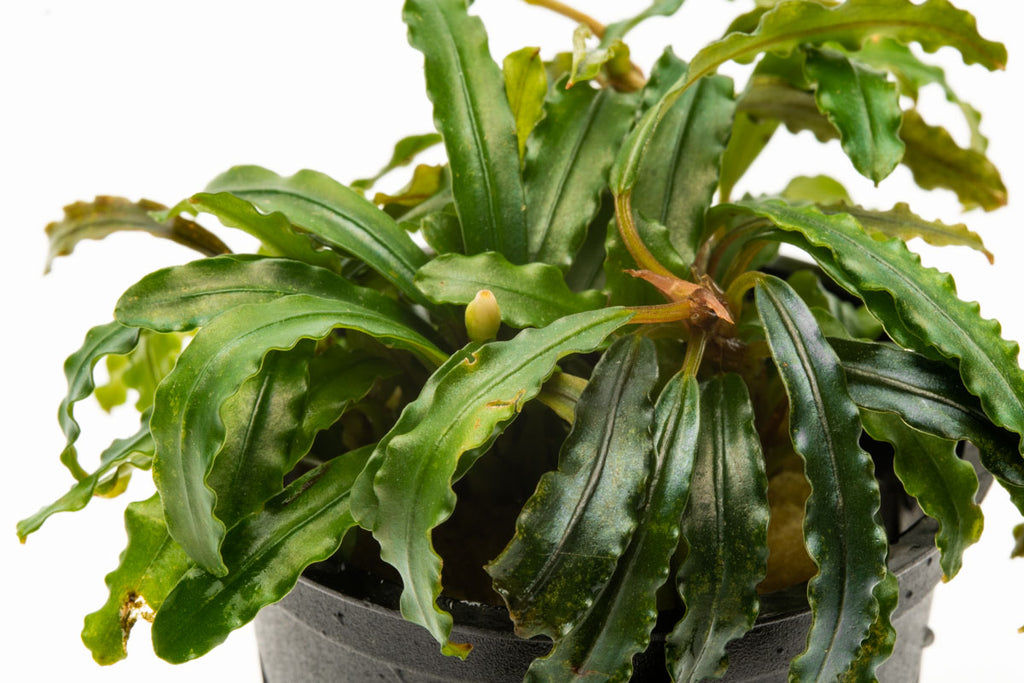 Bucephalandra Velvet 3 Color Live Bucephalandra Plant for Planted Tank