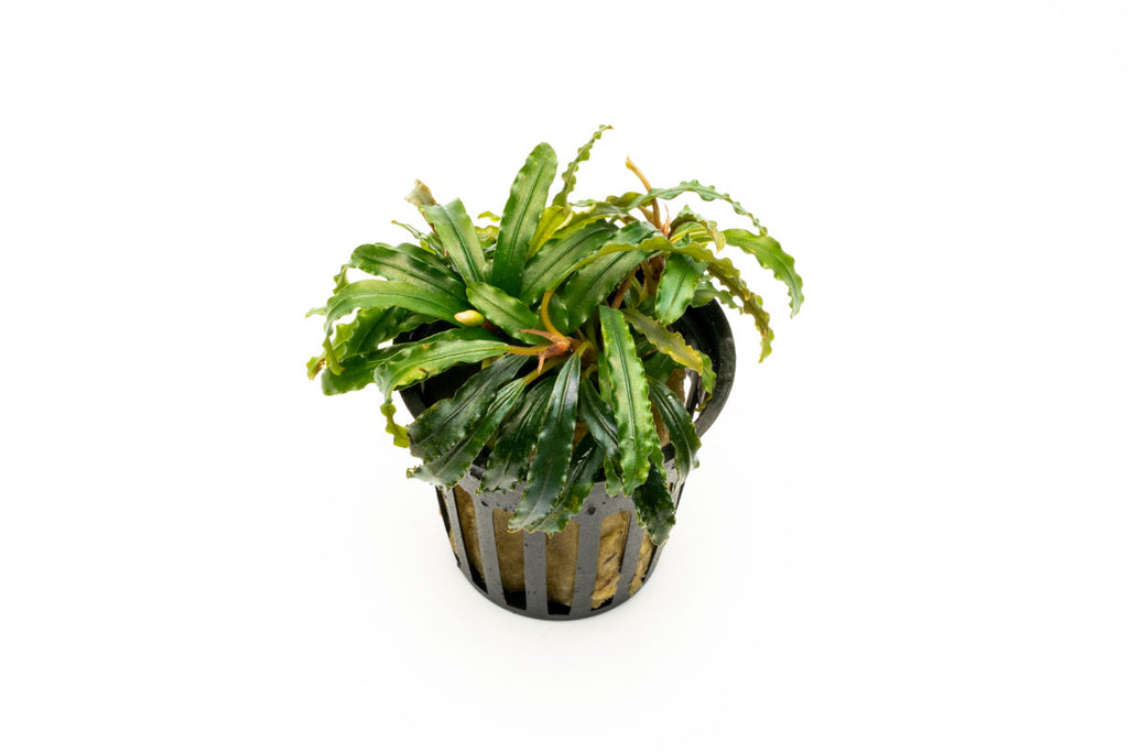 Bucephalandra Velvet 3 Color Live Bucephalandra Plant for Planted Tank