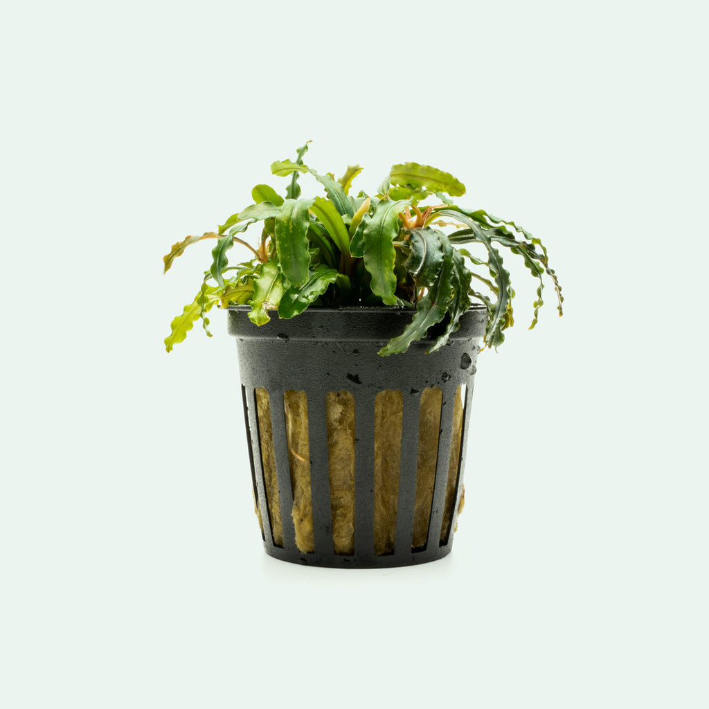 Bucephalandra Velvet 3 Color Live Bucephalandra Plant for Planted Tank