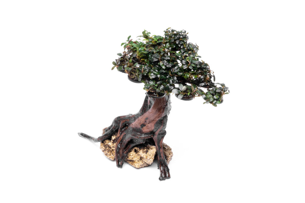 Bucephalandra Bonsai Tree Live Aquarium Plant Decor - Glass Aqua