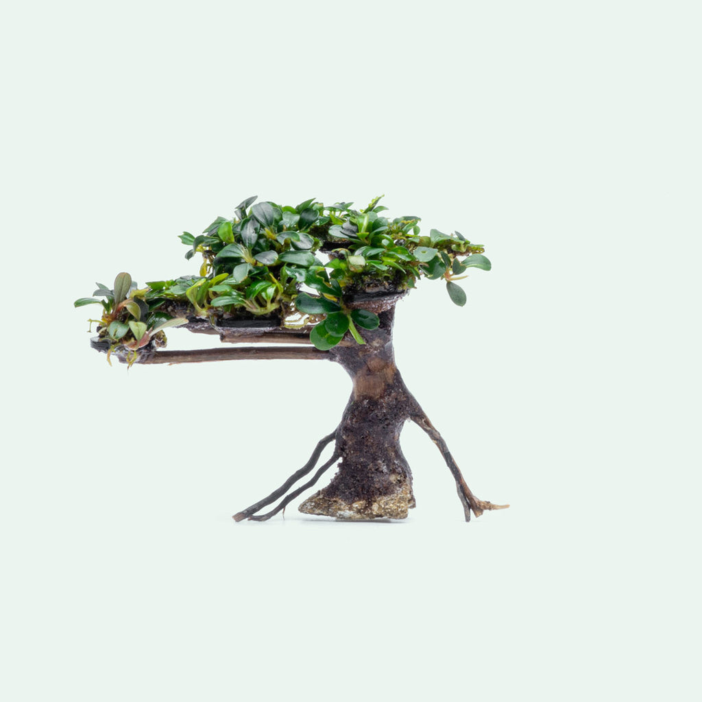 Bucephalandra Bonsai Tree Live Aquarium Plant Decor - Glass Aqua