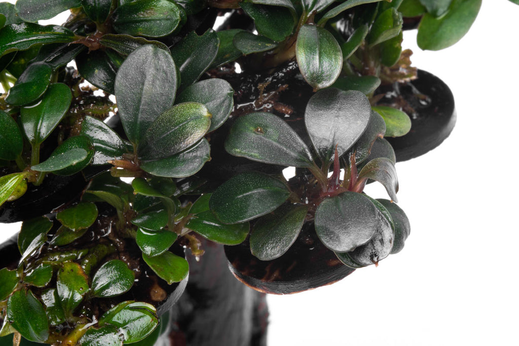 Bucephalandra Bonsai Tree Live Aquarium Plant Decor - Glass Aqua