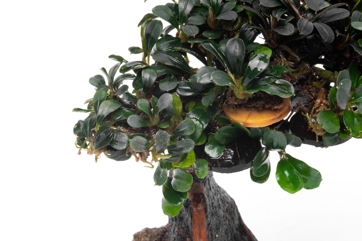 Bucephalandra Bonsai Tree Live Aquarium Plant Decor - Glass Aqua