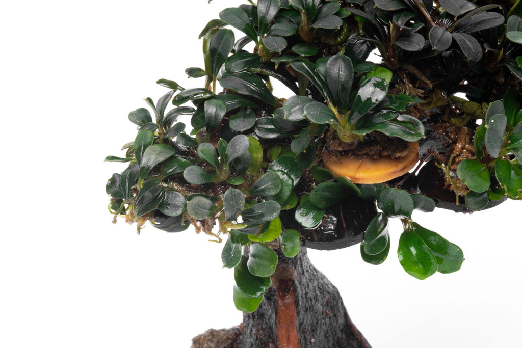 Bucephalandra Bonsai Tree Live Aquarium Plant Decor - Glass Aqua