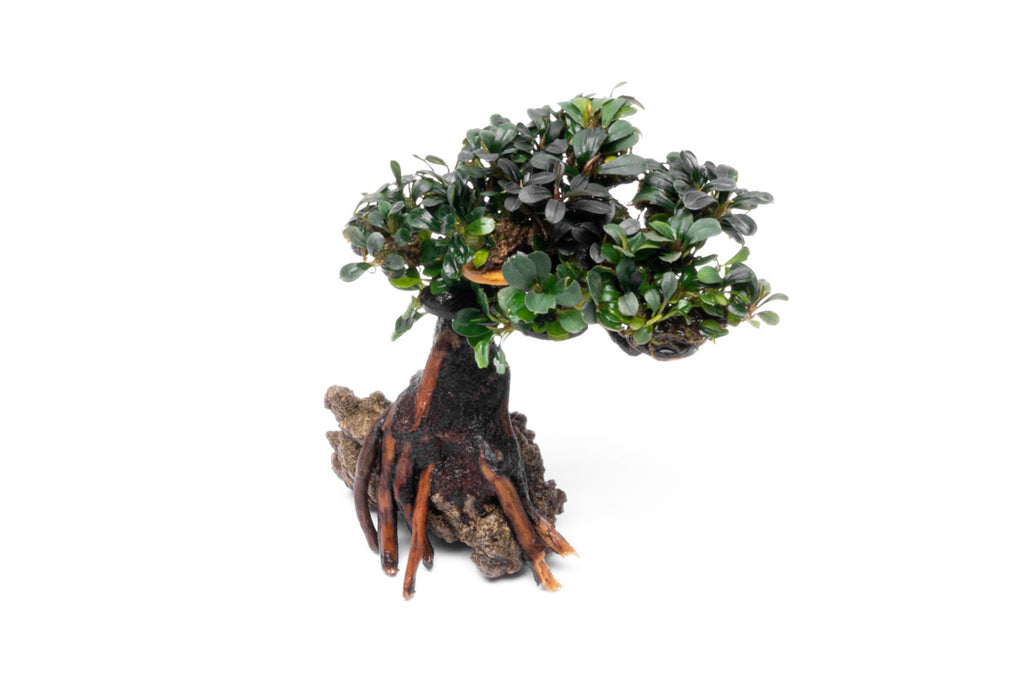 Bucephalandra Bonsai Tree Live Aquarium Plant Decor - Glass Aqua