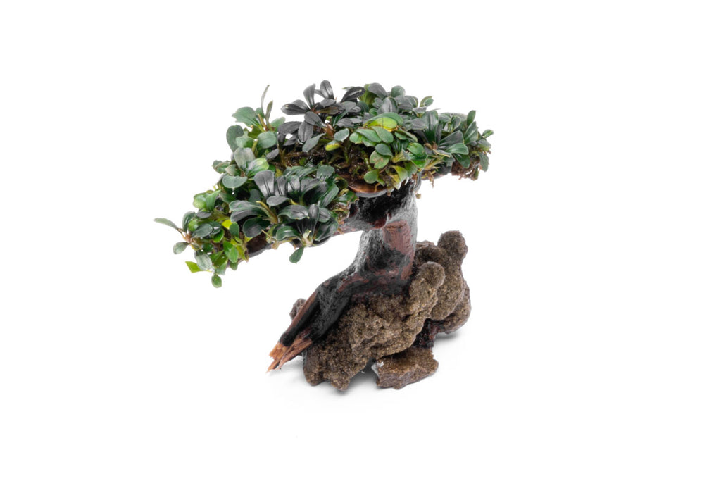 Bucephalandra Bonsai Tree Live Aquarium Plant Decor - Glass Aqua