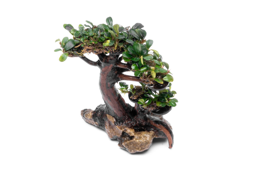 Bucephalandra Bonsai Tree Live Aquarium Plant Decor - Glass Aqua
