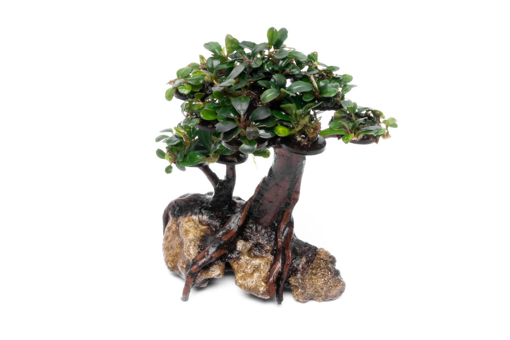 Bucephalandra Bonsai Tree Live Aquarium Plant Decor - Glass Aqua