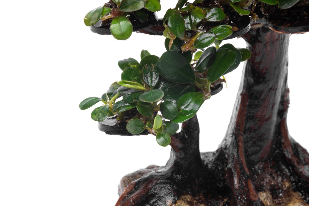 Bucephalandra Bonsai Tree Live Aquarium Plant Decor - Glass Aqua