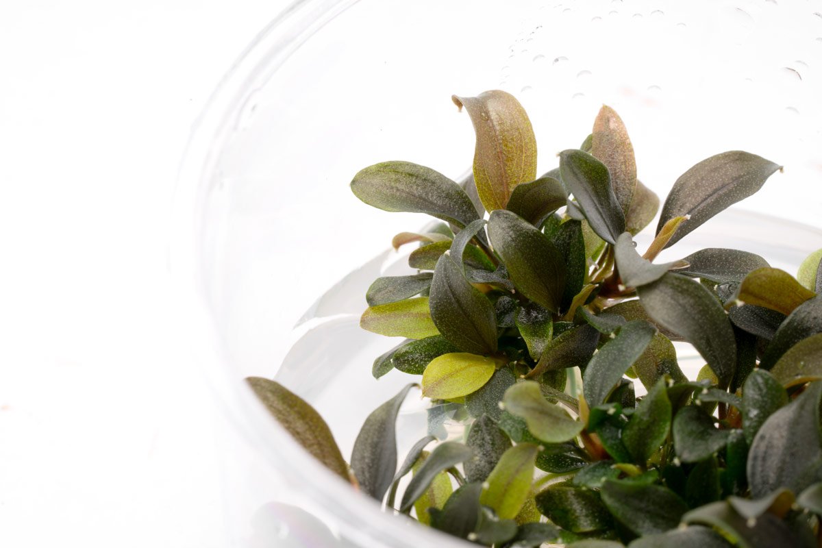 Bucephalandra Red Mini - Glass Aqua