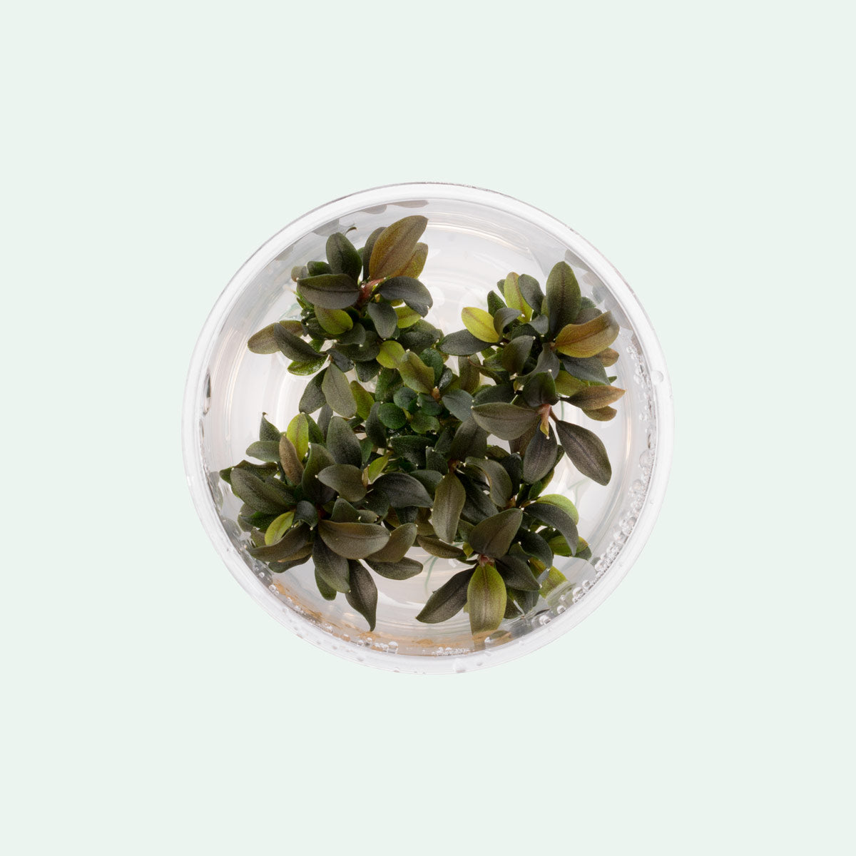 Bucephalandra Red Mini - Glass Aqua