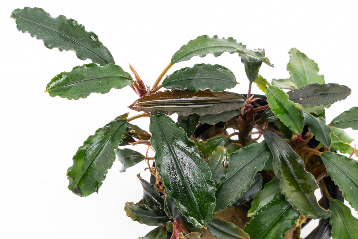 Bucephalandra Red Blade Rare Buce Aquarium Plant