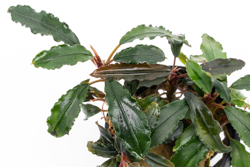 Bucephalandra Red Blade Rare Buce Aquarium Plant