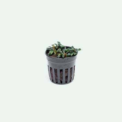 Bucephalandra Boyan Mini Narrow - Glass Aqua