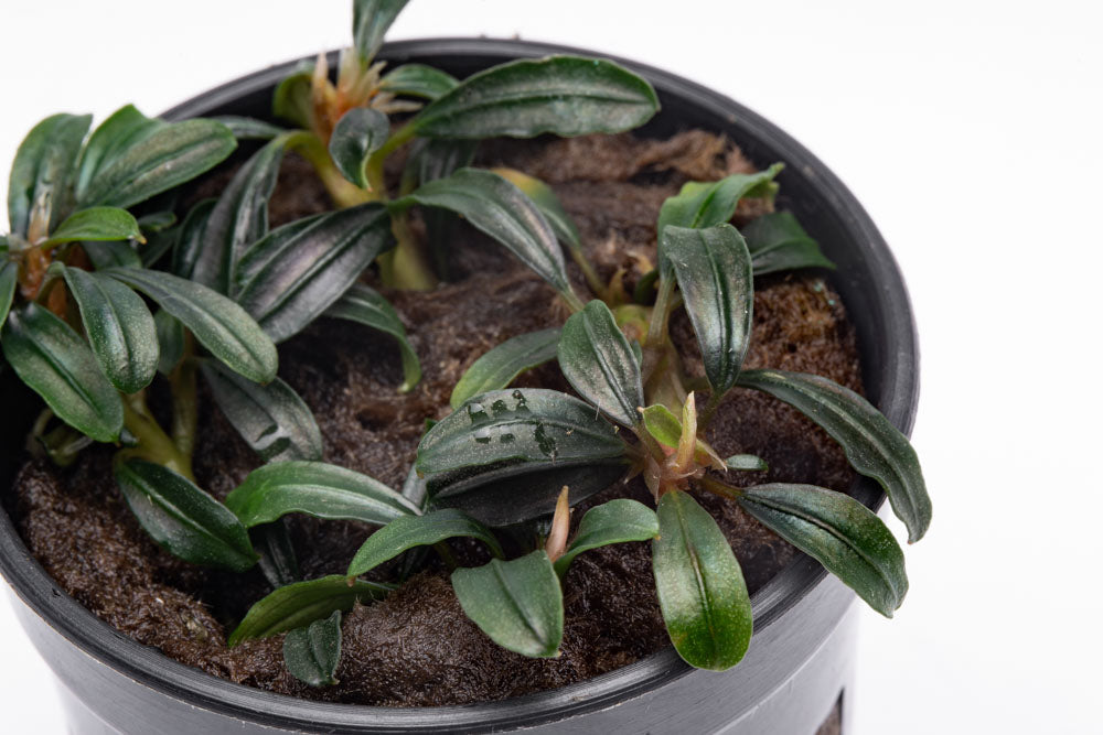 Bucephalandra Boyan Mini Narrow - Glass Aqua
