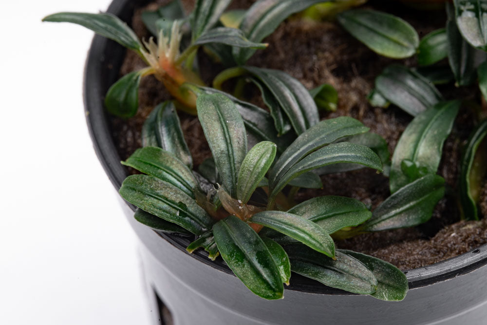 Bucephalandra Boyan Mini Narrow - Glass Aqua