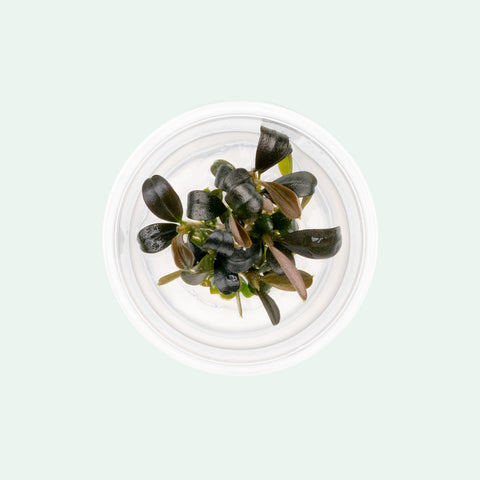 Bucephalandra Buce Brownie Phoenix Tissue Culture - Shop Glass Aqua