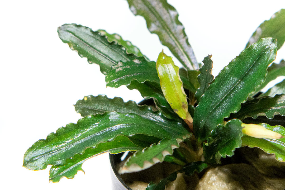 Shop Bucephalandra Biblis Aquatic Plants - Glass Aqua