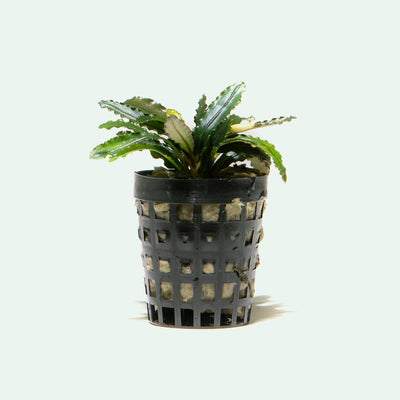 Shop Bucephalandra Biblis Aquatic Plants - Glass Aqua