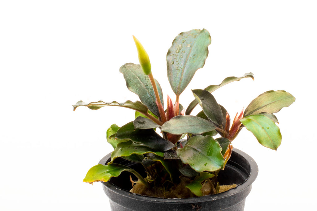 Shop Bucephalandra Brownie Phoenix Aquatic Plants - Glass Aqua