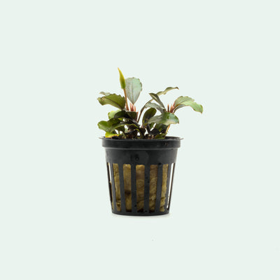 Shop Bucephalandra Brownie Phoenix Aquatic Plants - Glass Aqua
