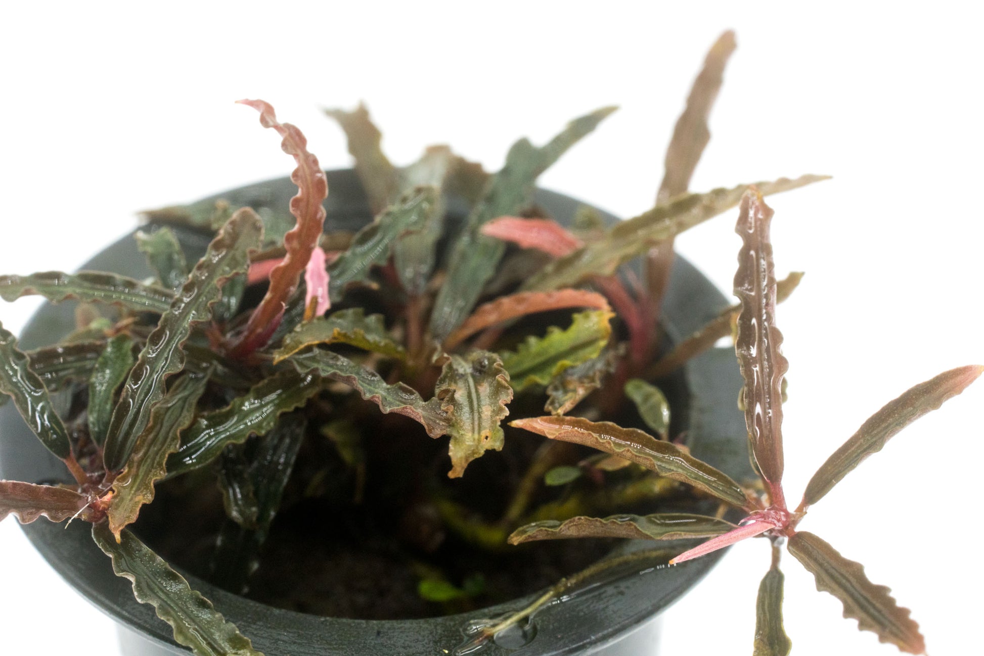 Shop Bucephalandra Catherinae Red Aquatic Plants - Glass Aqua