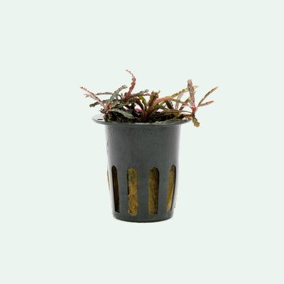 Shop Bucephalandra Catherinae Red Aquatic Plants - Glass Aqua