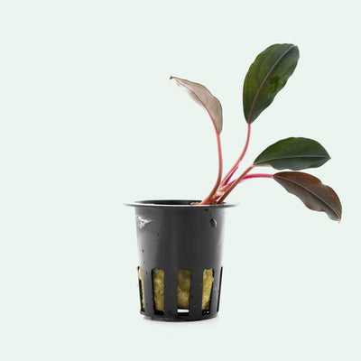 Shop Bucephalandra Flamingo Aquatic Plants - Glass Aqua